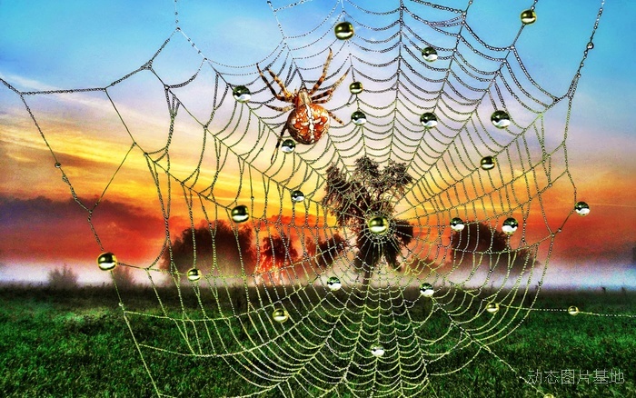 图片描述：蜘蛛网,尺寸：2560X1600px 