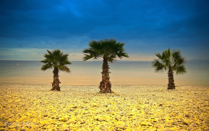 图片描述：热带，风景，海边，椰树，椰子树,尺寸：2560X1600px 