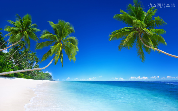 图片描述：椰子树，椰树，热带，大海,尺寸：2560X1600px 