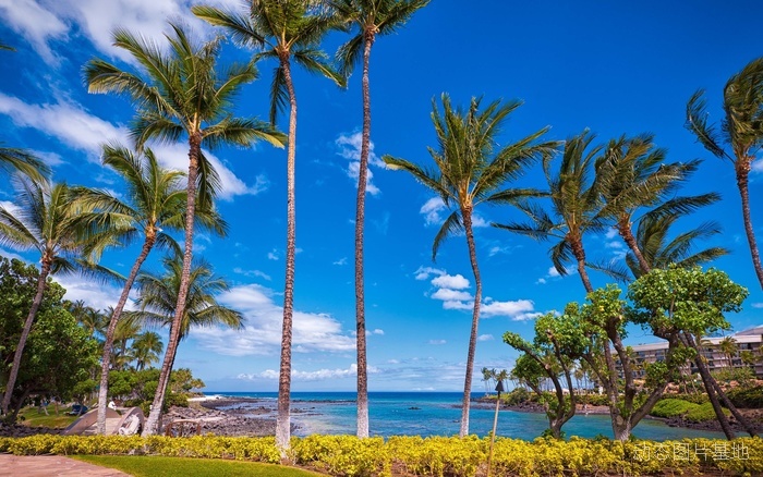 图片描述：椰子树，风景，唯美，海边,尺寸：2560X1600px 