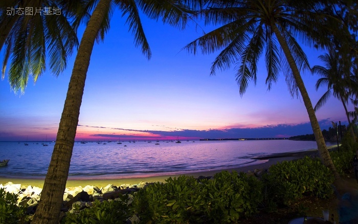 图片描述：热带，风景，海边，唯美，椰树，椰子树,尺寸：2560X1600px 