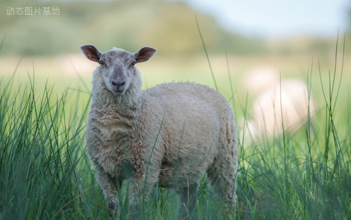 图片描述：羊，羊子,尺寸：1920X1200px 