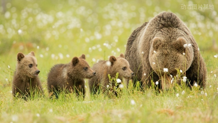 图片描述：狗熊，棕熊，母亲，母子,尺寸：1920X1080px 