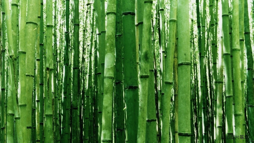 图片描述：竹子，绿竹，竹林，熊猫，国宝,尺寸：1920X1080px 