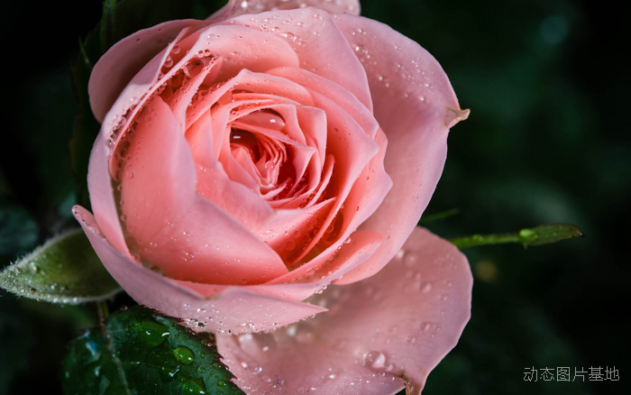 图片描述：玫瑰花，玫瑰，粉玫瑰,尺寸：1920X1200px 
