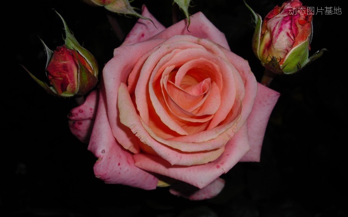 图片描述：花，玫瑰，玫瑰花,尺寸：2560X1600px 