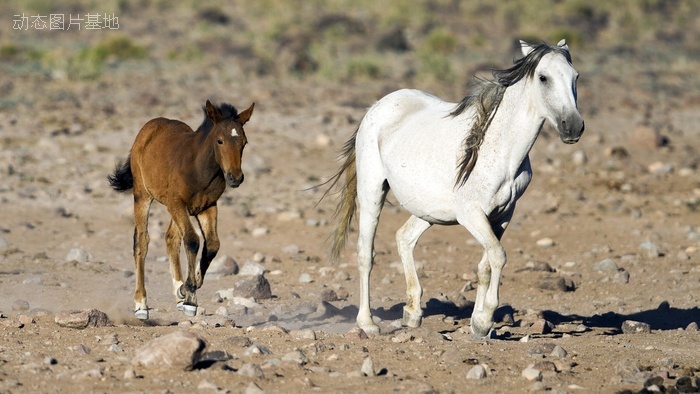 图片描述：骏马，马匹，马图片，白马，母亲，母子,尺寸：1920X1080px 