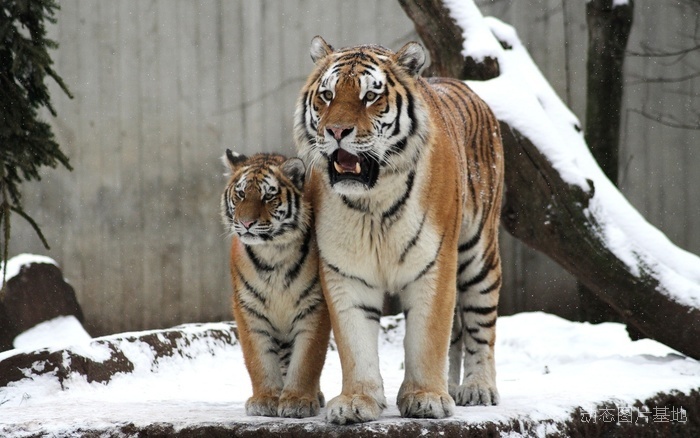 图片描述：老虎，母亲，母子,尺寸：1920X1200px 