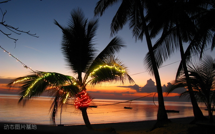 图片描述：热带，风景，海边，唯美，椰树，椰子树,尺寸：2560X1600px 