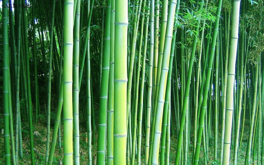 图片描述：竹子，绿竹，竹林，熊猫，国宝,尺寸：1920X1200px 