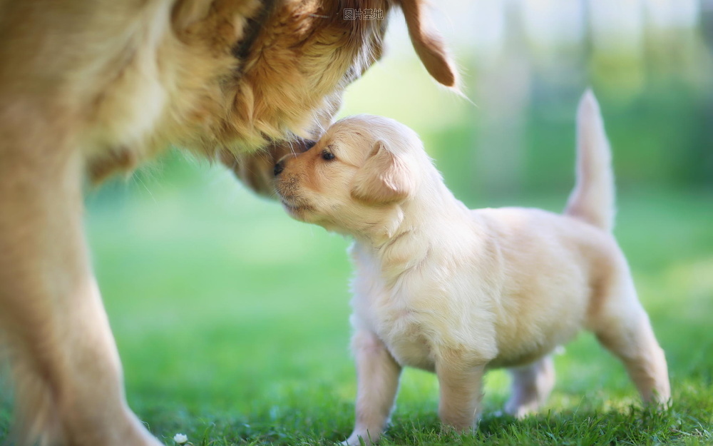 图片描述：母亲，母子，金毛狗狗,尺寸：1920X1200px 