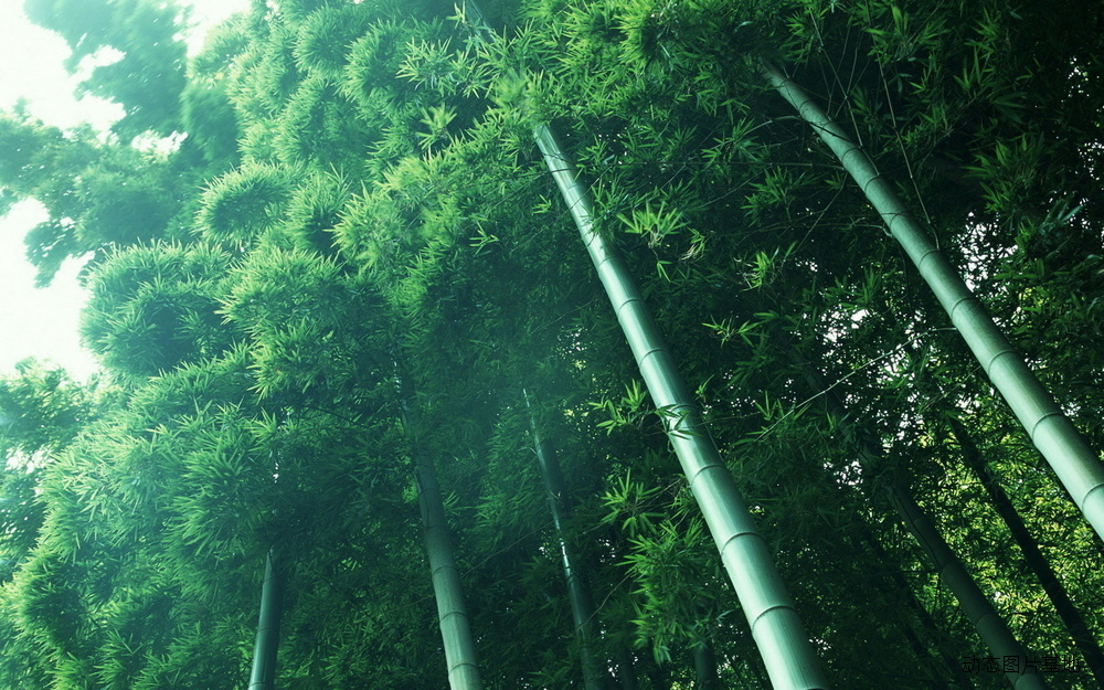 图片描述：竹子，绿竹，竹林，熊猫，国宝,尺寸：1920X1200px 
