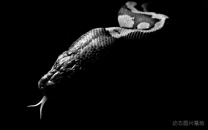 图片描述：毒蛇，活蛇,尺寸：2560X1600px 