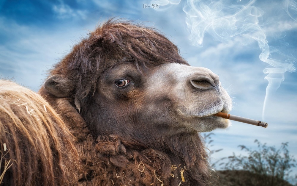 图片描述：香烟，、，抽烟，骆驼,尺寸：1920X1200px 