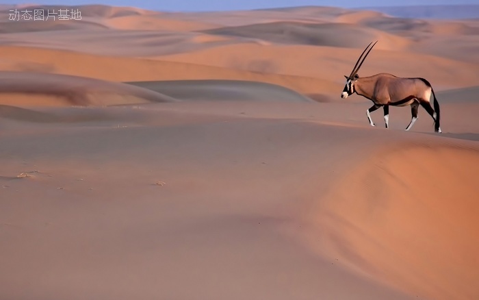 图片描述：沙漠，羚羊,尺寸：1920X1200px 