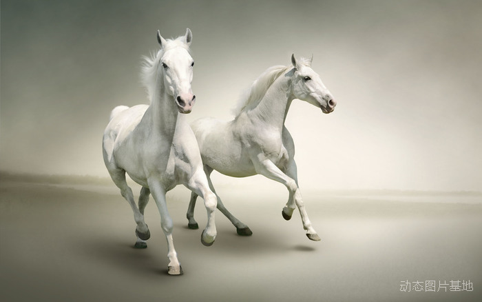 图片描述：马，骏马，奔马，白马,尺寸：1600X1000px 