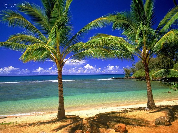 图片描述：椰子树，椰树，热带,尺寸：1280X960px 