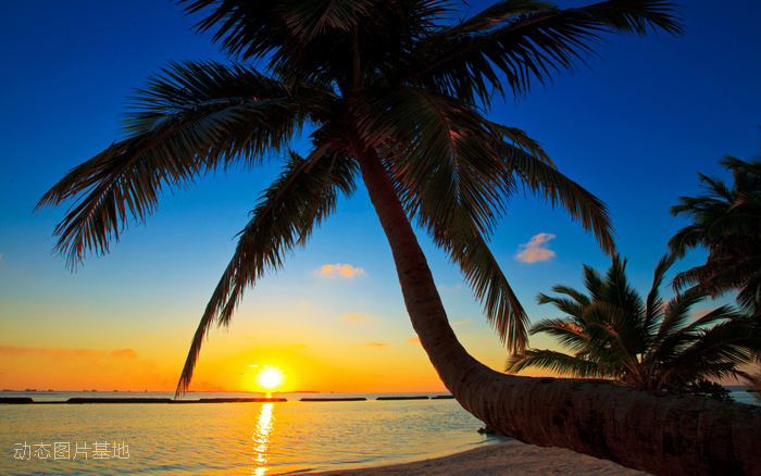 图片描述：椰树，椰子树，夕阳，黄昏,尺寸：2560X1600px 
