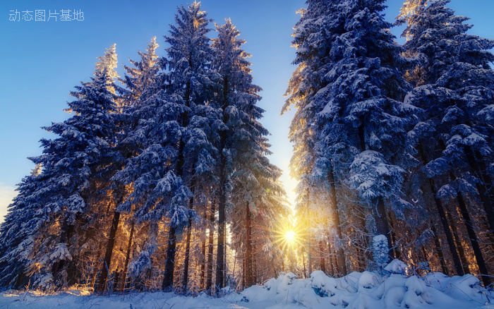 图片描述：雪景，树林，自然景色，自然风光,尺寸：1920X1200px 