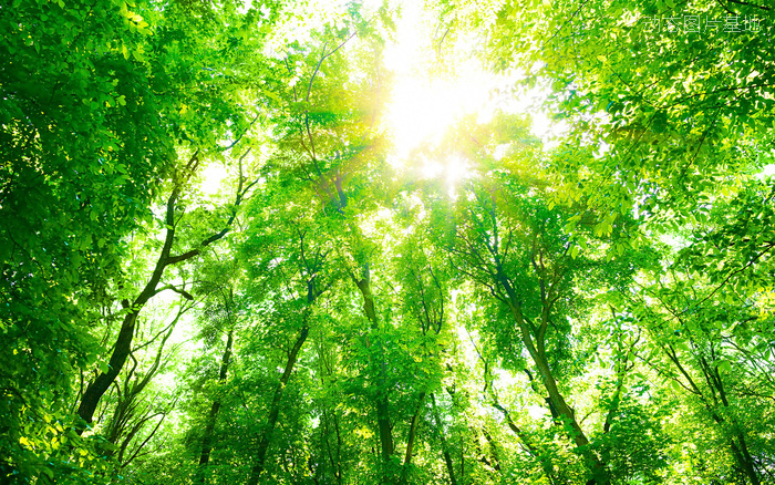 图片描述：树林，阳光，自然景色，自然风光,尺寸：1920X1200px 