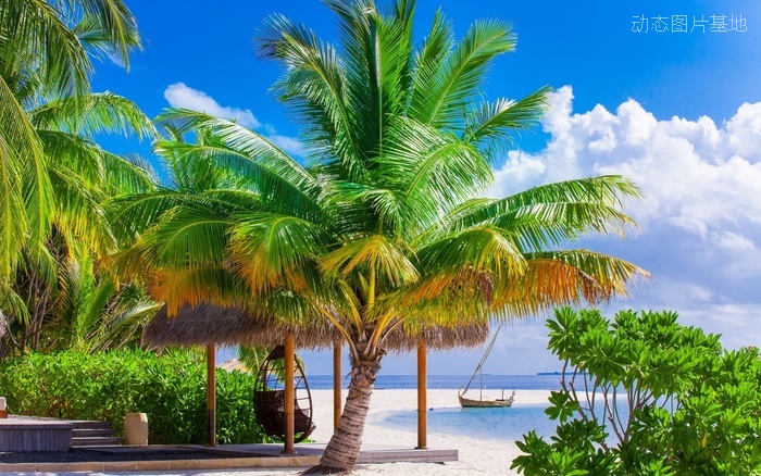 图片描述：沙滩，椰子树,尺寸：1920X1200px 