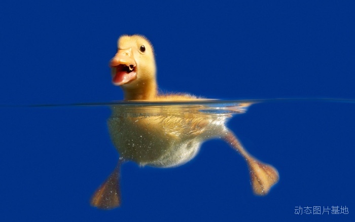 图片描述：小鸭子,尺寸：1920X1200px 
