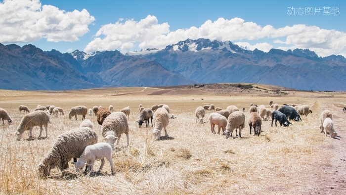 图片描述：羊，羊群，羊子,尺寸：6000X3375px 
