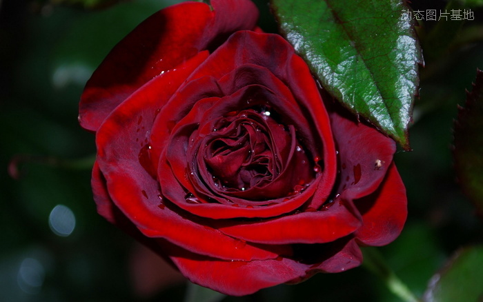 图片描述：玫瑰花，鲜花,尺寸：1920X1200px 