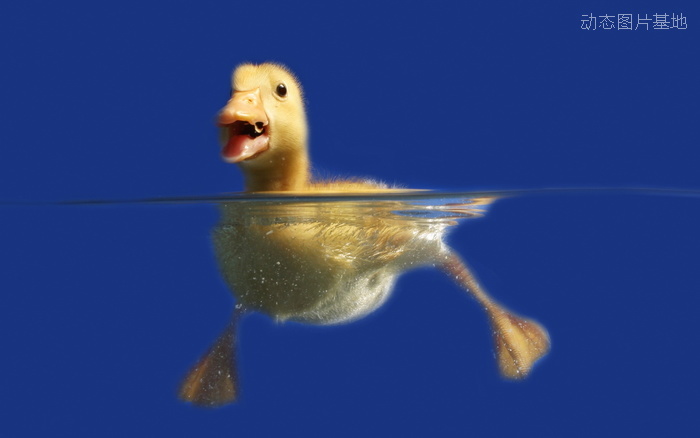 图片描述：鸭子,尺寸：1920X1200px 