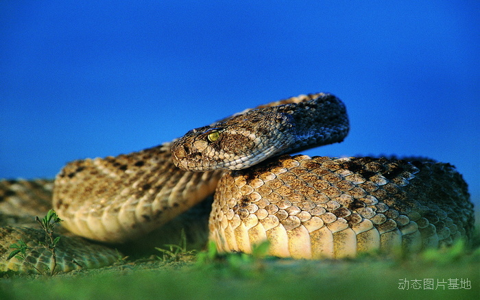 图片描述：毒蛇，活蛇,尺寸：1920X1200px 