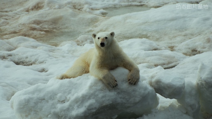 图片描述：北极熊，熊,尺寸：1920X1080px 