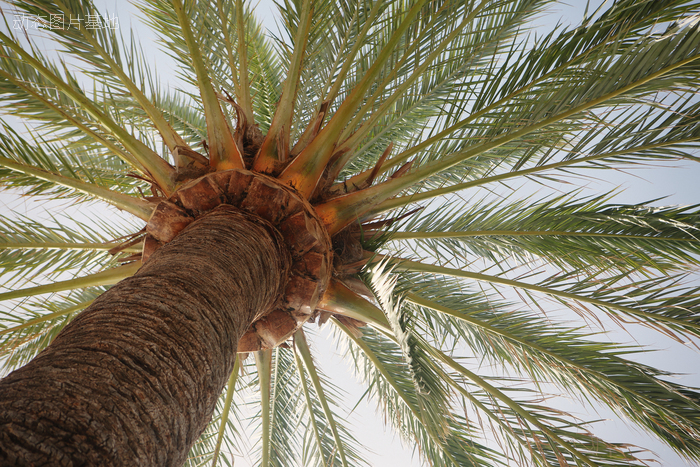 图片描述：椰树，椰子树，,尺寸：5760X3840px 
