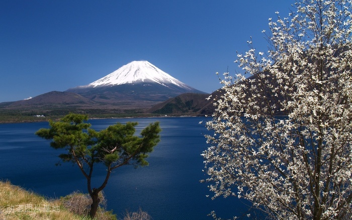 图片描述：樱花，日本樱花，富士山,尺寸：1920X1200px 