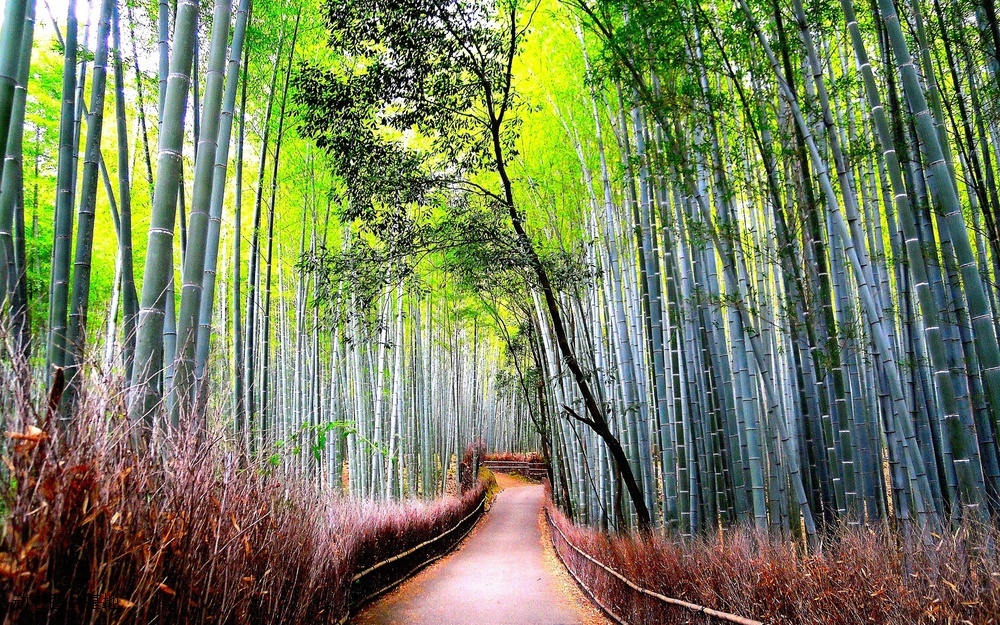 图片描述：竹子，绿竹，竹林，熊猫，国宝,尺寸：2560X1600px 