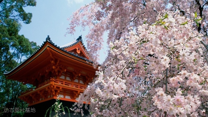 图片描述：樱花，日本樱花，寺庙,尺寸：1920X1080px 