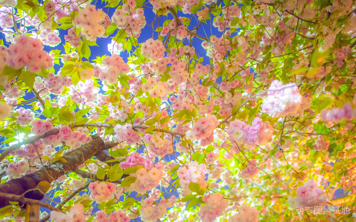 图片描述：樱花，日本樱花，唯美,尺寸：1920X1200px 