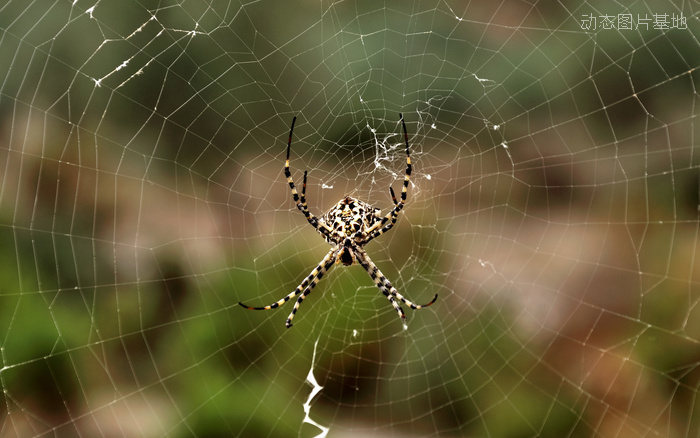 图片描述：蜘蛛网，蜘蛛,尺寸：2560X1600px 