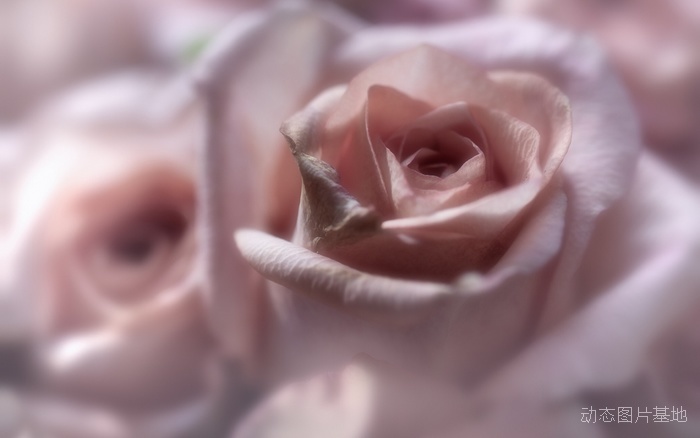 图片描述：玫瑰花，鲜花,尺寸：1920X1200px 