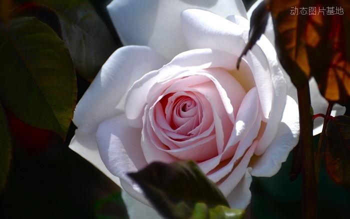 图片描述：玫瑰花，鲜花,尺寸：2560X1600px 