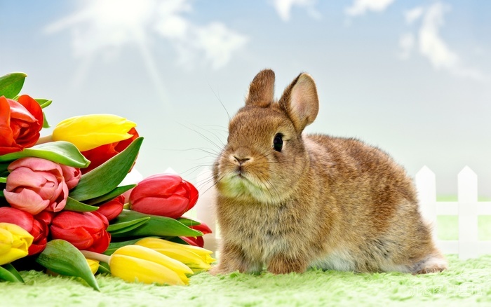 图片描述：兔子，郁金香,尺寸：2560X1600px 