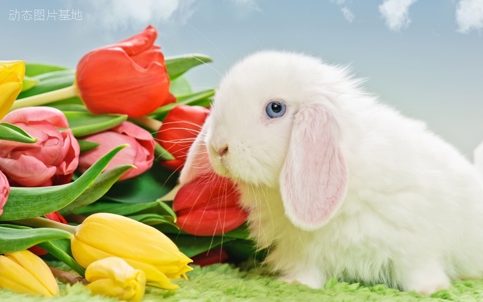 图片描述：兔子，郁金香,尺寸：2560X1600px 