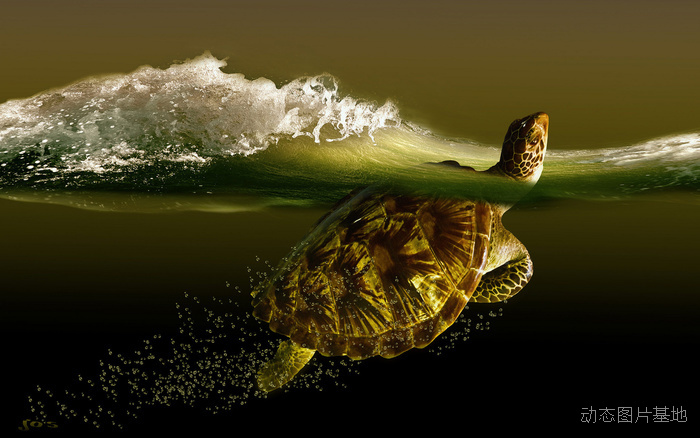 图片描述：海浪，波浪，海龟,尺寸：1920X1200px 