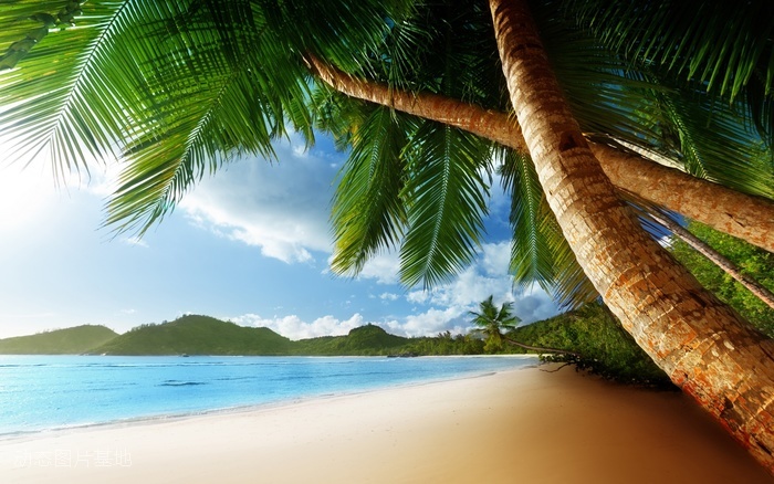 图片描述：热带，风景，海边，唯美，椰树，椰子树，唯美风景,尺寸：2560X1600px 