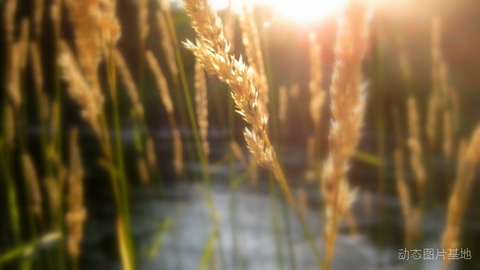 图片描述：日出，麦田，小麦,尺寸：1920X1080px 