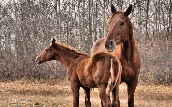图片描述：骏马，马匹，马图片，母亲，母子,尺寸：1920X1200px 