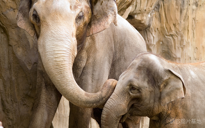 图片描述：大象，母亲，母子,尺寸：2560X1600px 