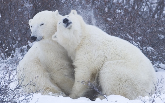 图片描述：北极熊,尺寸：2560X1600px 