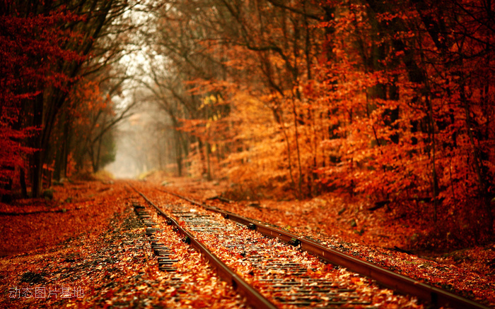 图片描述：铁轨，铁路，秋天，黄叶，唯美,尺寸：1920X1200px 