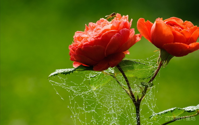 图片描述：蜘蛛网，玫瑰花，玫瑰,尺寸：1920X1200px 