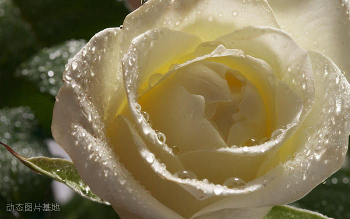 图片描述：玫瑰花，玫瑰，白玫瑰,尺寸：2560X1600px 